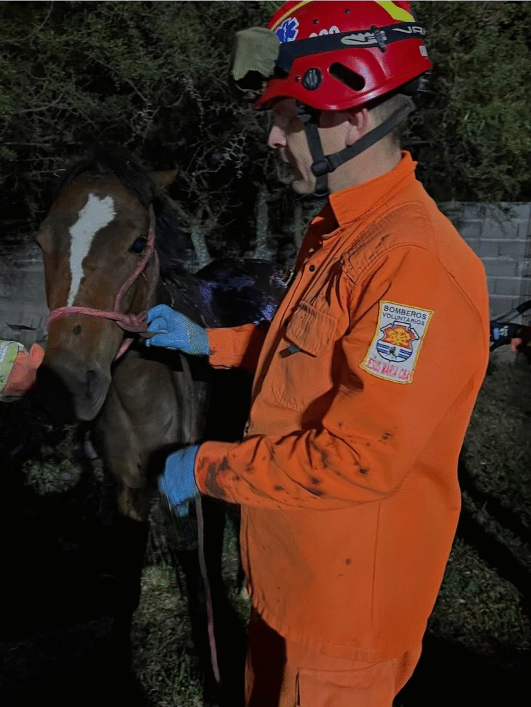 Bomberos rescataron caballo caído en cámara séptica 1 imagen